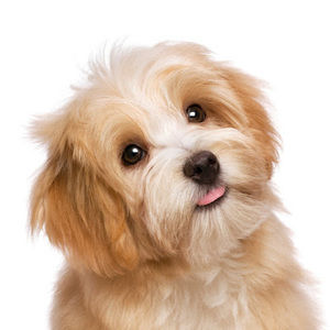 Meet your Posher, Deval